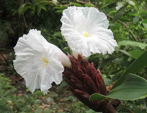 Costus cheilocostus speciosus - costus/cheilocostus,