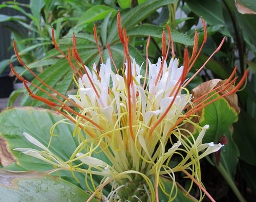 Hedychium ellipticum seeds - hedychium, 8