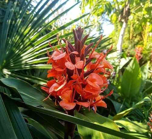 Hedychium deceptum 8 - (rubrum),