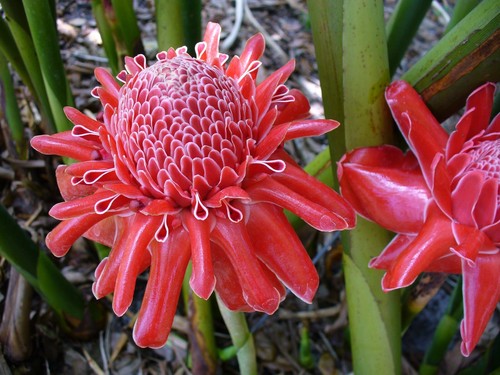 Etlingera elatior seeds - etlingera, 15