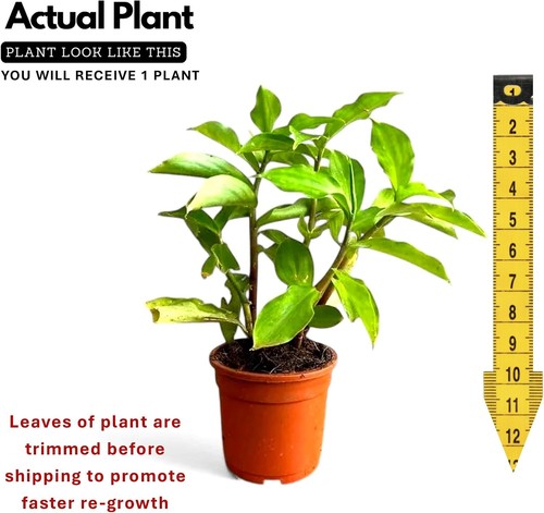 Insulin plant costus igneus - plant,