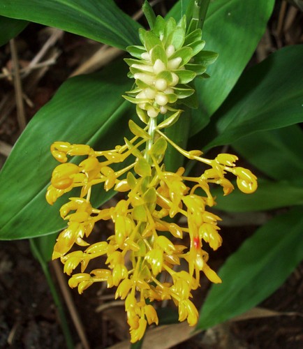 Globba schomburgkii dancing - schomburgkii,