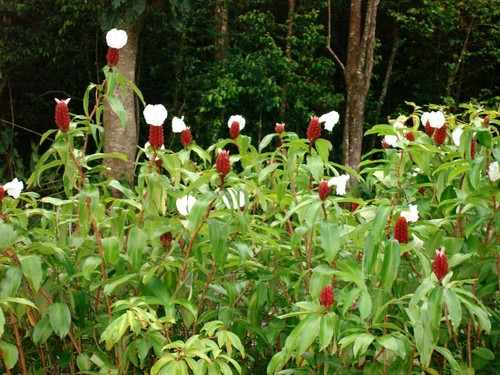 Crepe ginger costus - crepe,