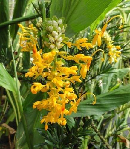 Globba schomburgkii seeds - globba, 10
