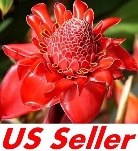 Seeds red torch - seeds,