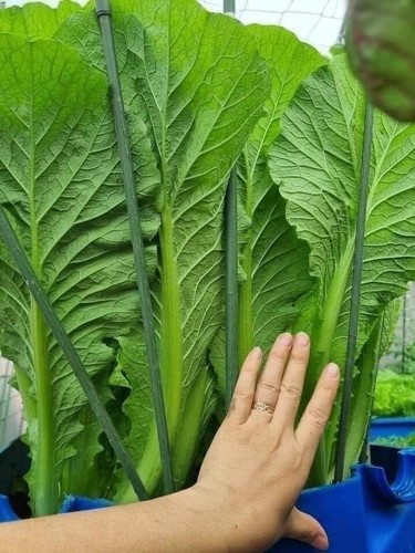 Bulk pound large leaf 320k - bulk,